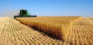 صادرات أوكرانيا من القمح