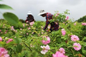 في الصورة الملتقطة يوم 6 مايو 2023، مزارعون يقطفون الورود في قرية شانغتشيانغ بمدينة هوتشو بمقاطعة تشجيانغ بشرقي الصين. (شينخوا)
