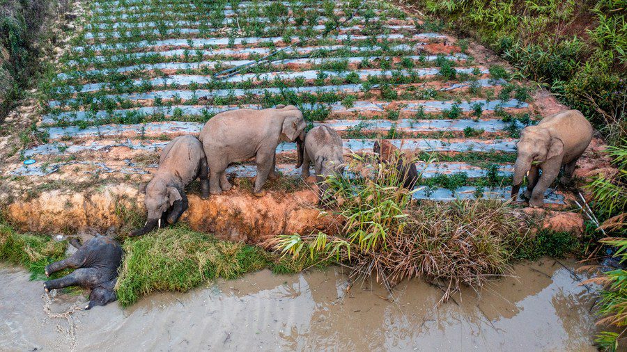 في الصورة الملتقطة يوم 9 مايو 2023، قطيع من الأفيال الآسيوية البرية يبحث عن الطعام في قرية داهوانغبا بمدينة جينغهونغ في ولاية شيشوانغباننا بمقاطعة يوننان جنوب غربي الصين.