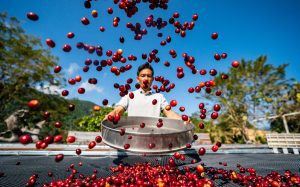في الصورة الملتقطة يوم 16 نوفمبر 2022، رجل يجفف ثمار القهوة في مزرعة في مدينة بوأر بمقاطعة يوننان جنوب غربي الصين.