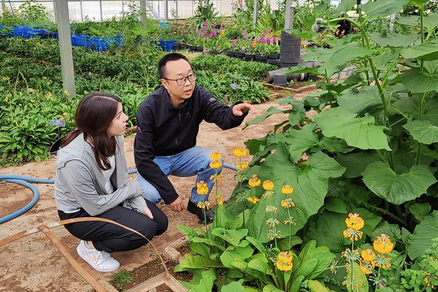 في الصورة الملتقطة يوم 25 مايو 2023، شيوي كون (اليمين)، رئيس حديقة ليجيانغ لنباتات المرتفعات، يتحدث مع ماهيتاب داخل دفيئة زراعية في الحديقة بمدينة ليجيانغ في مقاطعة يوننان بجنوب غربي الصين.