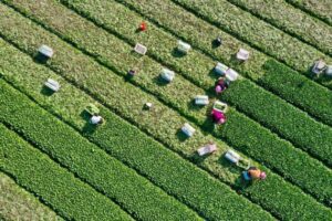 مزارعون يحصدون الخضروات في حقل ببلدة نانتونغ في محافظة مينهو بمقاطعة فوجيان جنوب شرقي الصين. (صورة أرشيفية، شينخوا)
