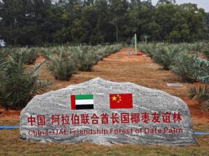 في الصورة الملتقطة يوم 29 نوفمبر 2023، جانب من غابة الصداقة الصينية-الإماراتية لنخيل التمر في مدينة ونتشانغ بمقاطعة هاينان في جنوبي الصين. (شينخوا)