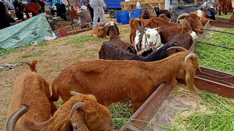 مبيعات الخروف والماعز في مصر