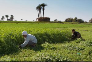 غرينبيس الشرق الأوسط وشمال أفريقيا توصي بتعزيز الاستثمارات الخضراء العادلة والشاملة في مصر